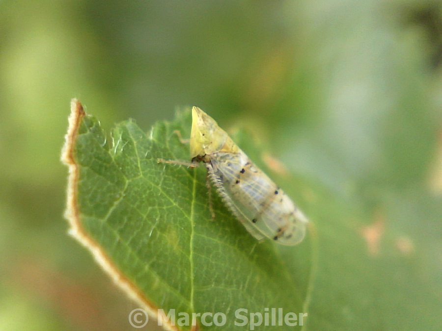 Cicadellidae: Japananus hyalinus della Lombardia (MI)